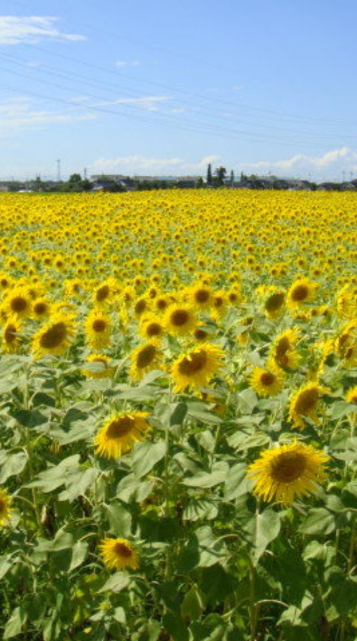 舟橋村サンフラワープロジェクト🌻