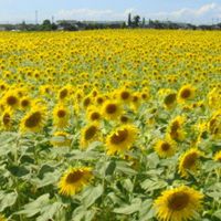 舟橋村サンフラワープロジェクト🌻