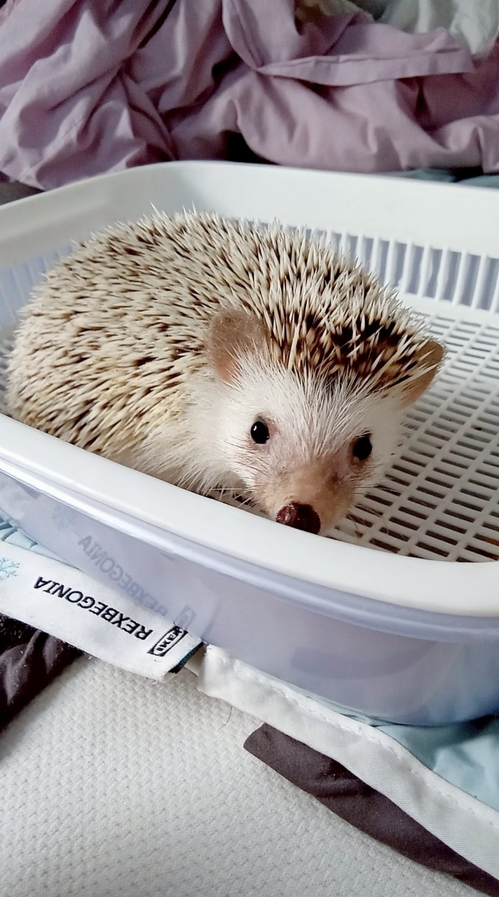 刺謂寶貝群🦔❤️