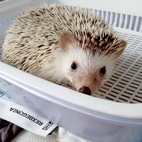 刺謂寶貝群🦔❤️