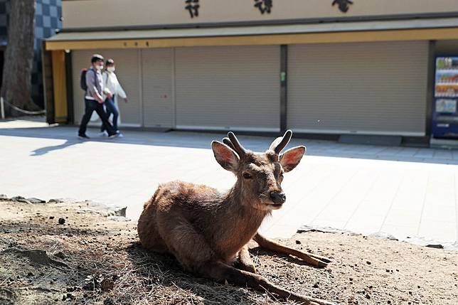 奈良鹿頻傳誤食塑膠袋致死日企打造 可食用 鹿紙挽救 上報 Line Today