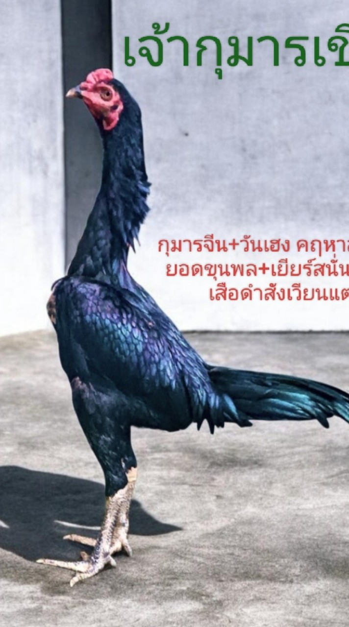 ซุ้มวิบูลย์มาฟาร์ม จ่าวิทย์เชียงใหม่