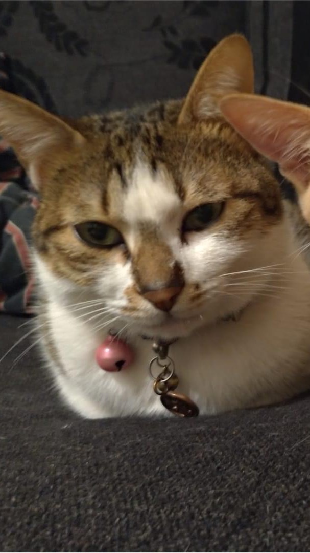 貓奴集團