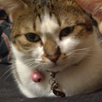 貓奴集團