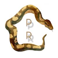 「PR」工作室•Reptile