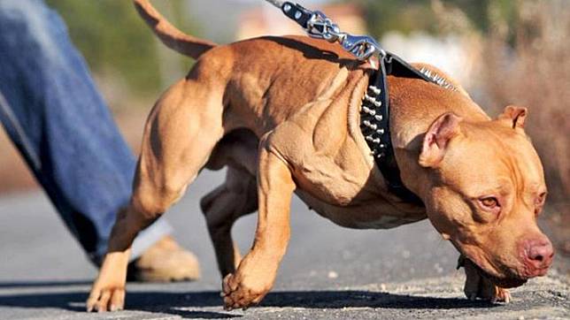 20 Gambar Anjing Pitbull Lucu