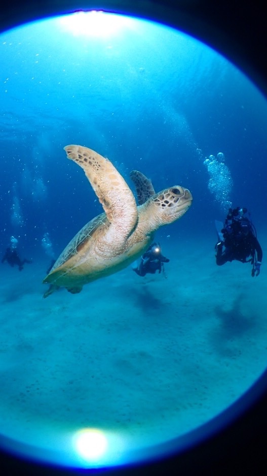 🏝40〜50代 ダイビング好き🐠