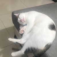 啊囉哈重生客運股份有限公司