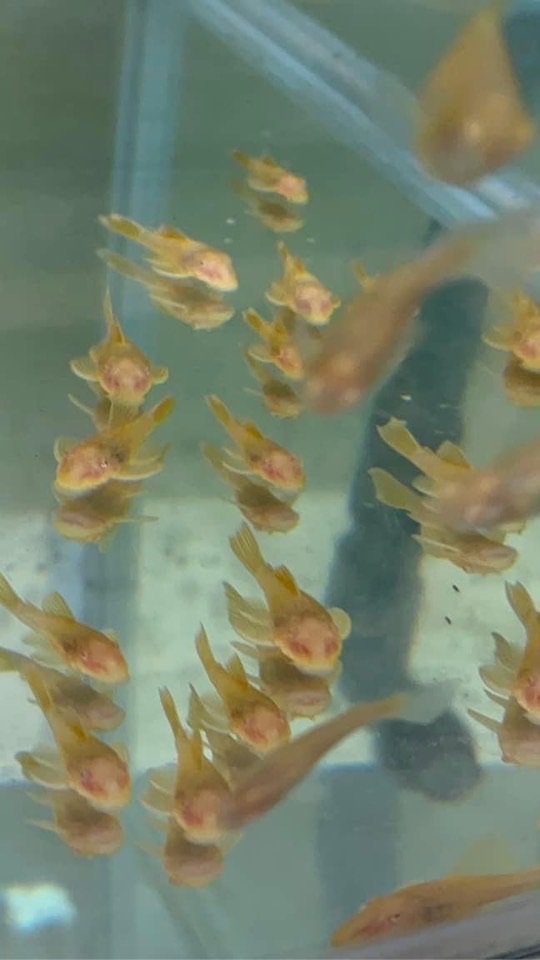 鹿角蕨與魚相遇
