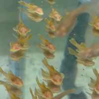 鹿角蕨與魚相遇