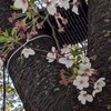 ゆるっとタロット