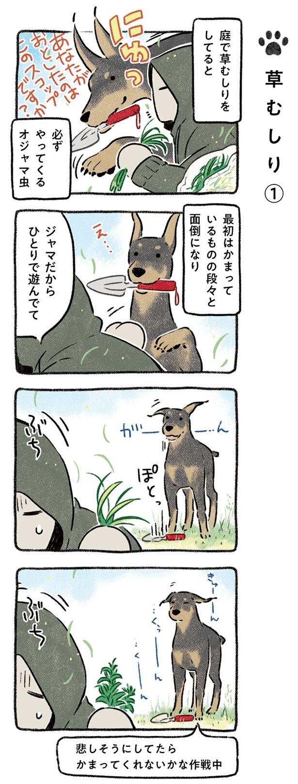 かまって どうしても遊んでほしい犬 Vs 草むしりしたい飼い主 ドベとノラ 犬がくれた優しい世界 レタスクラブ