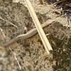ポケモンGO初心者守 カナヘビ軍