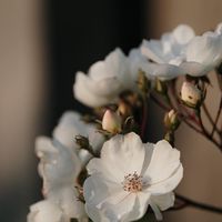 淨覺-114-NA14照服員實習專班