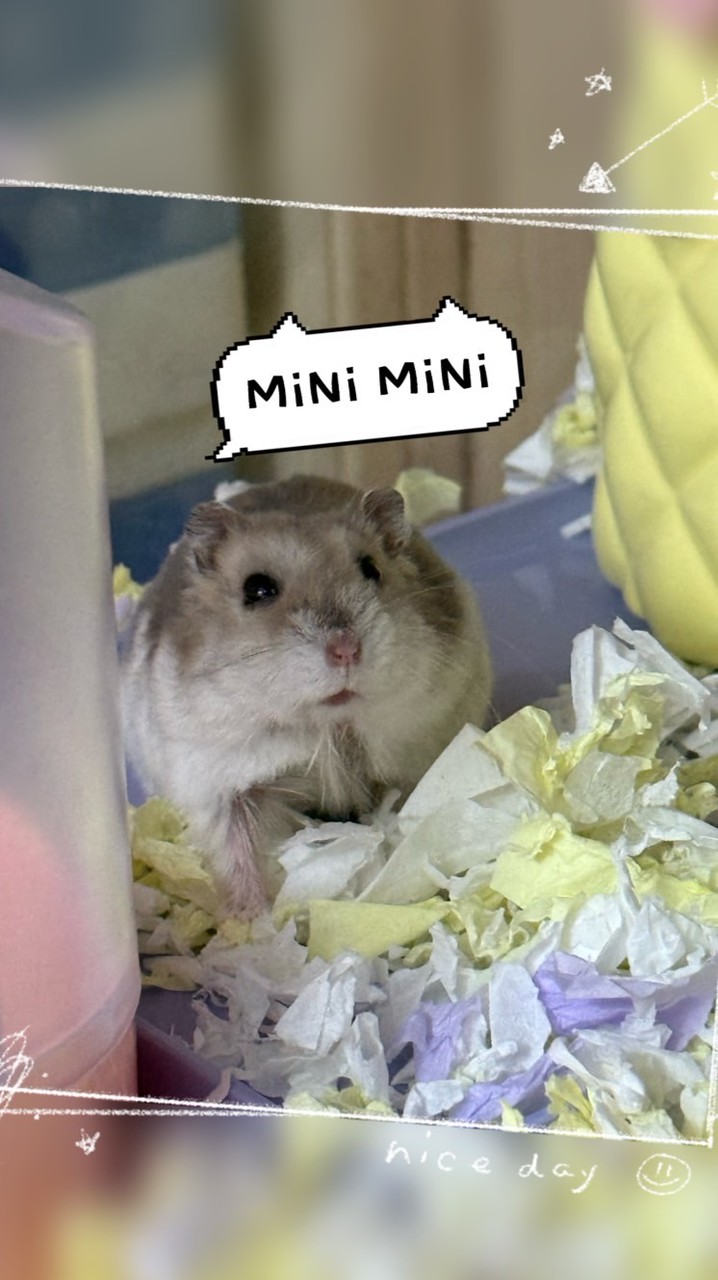 🐹MiNi MiNi🐹