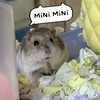 🐹MiNi MiNi🐹