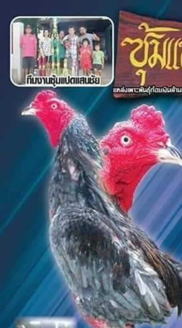ซุ้มแปดแสนชัย🐓