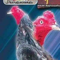 ซุ้มแปดแสนชัย🐓