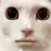 肉のすみか