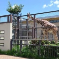 実際訪問したユーザーが直接撮影して投稿した岡崎法勝寺町動物園京都市動物園の写真