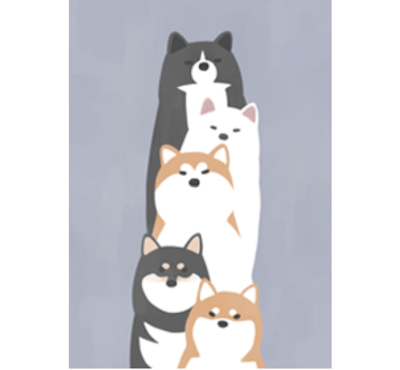 Order dog – Shiba