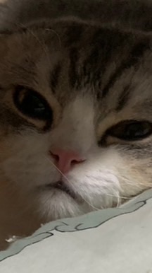 ด้อมแมวๆ