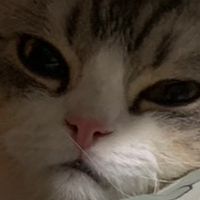 ด้อมแมวๆ