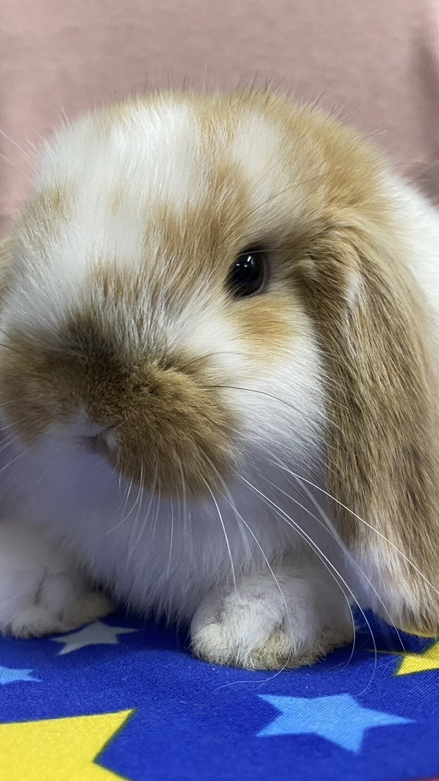 พัชรีฟาร์มกระต่ายสุพรรณบุรี(โอ๋)🐇🐹