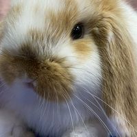 พัชรีฟาร์มกระต่ายสุพรรณบุรี(โอ๋)🐇🐹