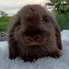 พัชรีฟาร์มกระต่ายสุพรรณบุรี(โอ๋)🐇🐹