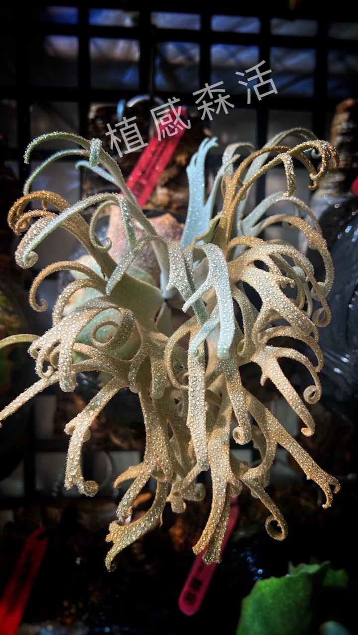 植感森活：）鹿角蕨交易所