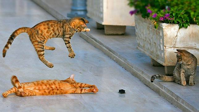 Cuma Fotografer Handal & Beruntung yang Bisa Dapat 12 Foto Keren Ini!