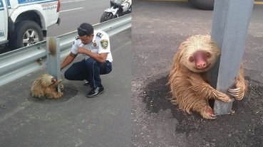 這隻樹懶嘗試想跨過高速公路 結果被恐怖的車速給嚇壞而困住了...