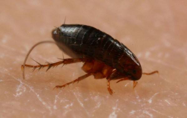 5 Fakta Kutu Hewan Menyebalkan Tapi Sekaligus Menakjubkan