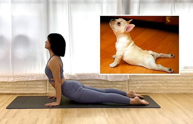 Yo 雪 跟可愛動物學練瑜伽鴿子 青蛙 上犬式 Line Today Line Today