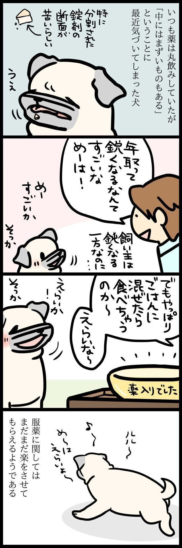 ついに薬の苦さに気づいてしまった パグ犬 めー