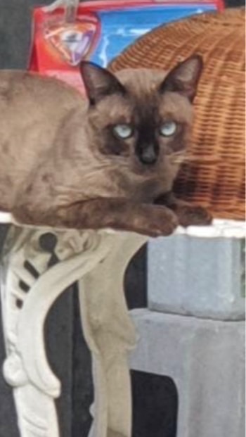 รักเเมว cat