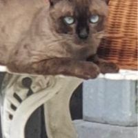 รักเเมว cat