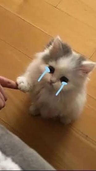 ด้อมน้องโทมัส