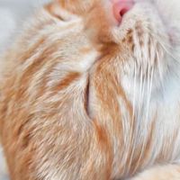 保護猫ボランティア活動情報交換所in関東