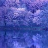 優しい歌を、歌っていたい ＊ 折セカ