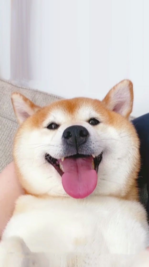 柴之國