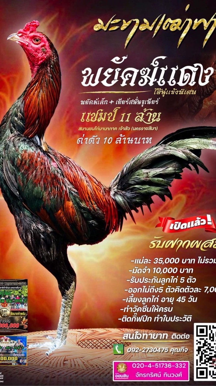 ฝากผสม พยัคฆ์แดง มะขามเฒ่าฟาร์ม
