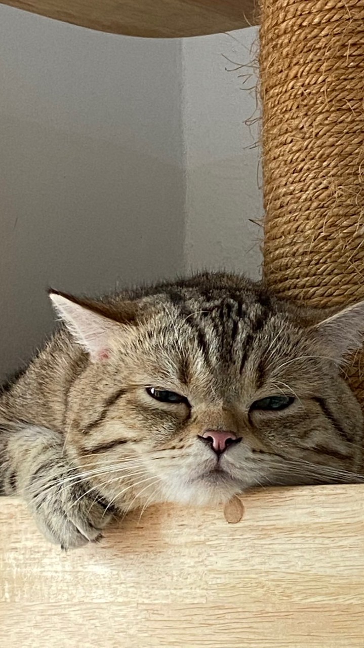 ตัวแทนชุดมาเลย์