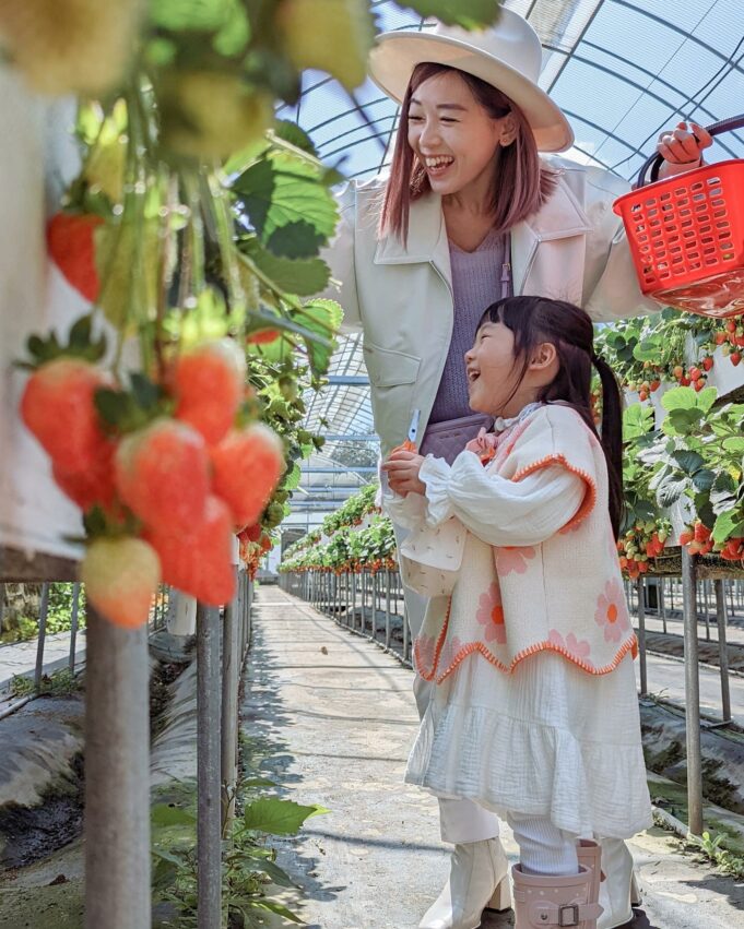 苗栗採草莓｜灣潭玫瑰草莓園