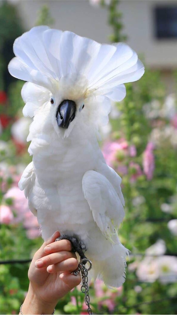 🌼 志琳鳥園鸚鵡飼養 交流 分享 區 🐥❤️