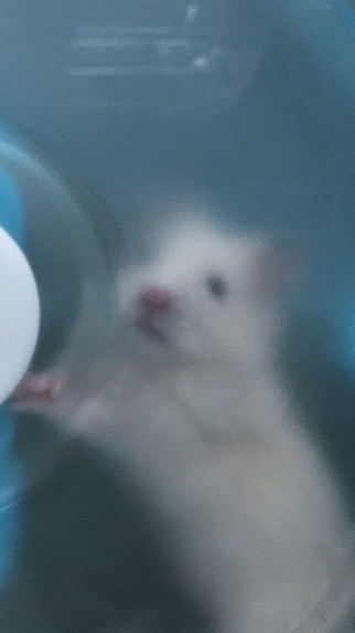白糖の教會