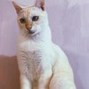 Shの大賣場