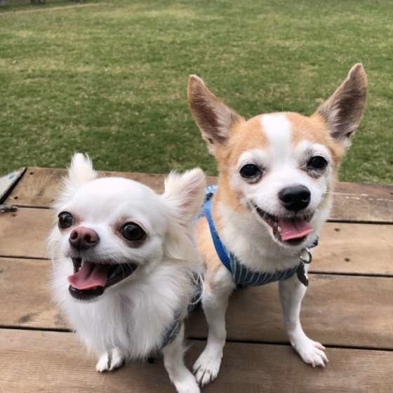 リードを見せただけで興奮して吠える愛犬 どうすれば