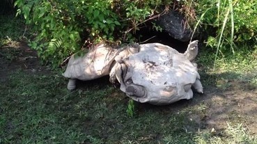 動物也是有感情的 台灣動物園超有義氣海龜創下超高點閱率！